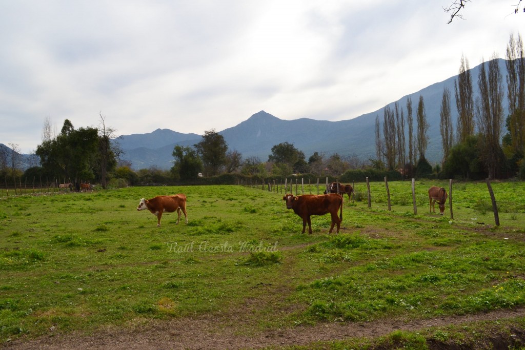 Foto de Lo Miranda (Libertador General Bernardo OʼHiggins), Chile