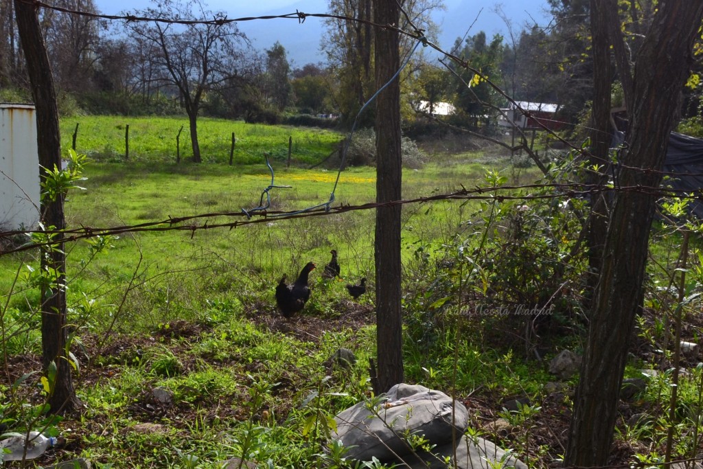 Foto de Lo Miranda (Libertador General Bernardo OʼHiggins), Chile