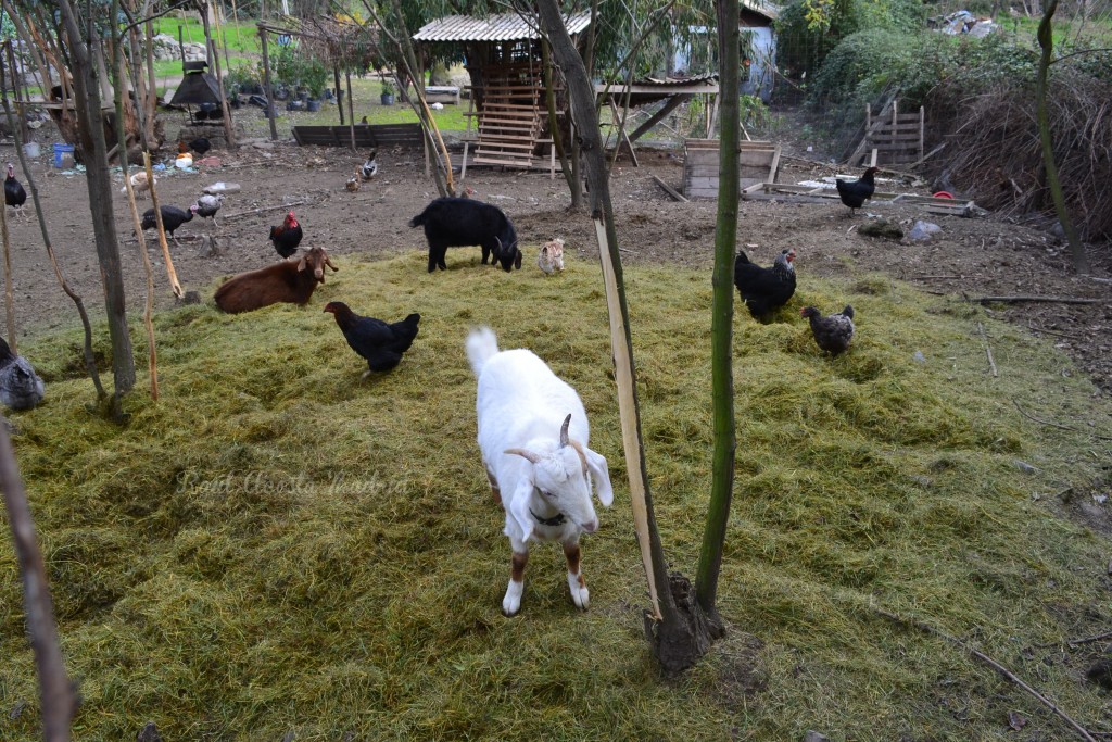Foto de Lo Miranda (Libertador General Bernardo OʼHiggins), Chile