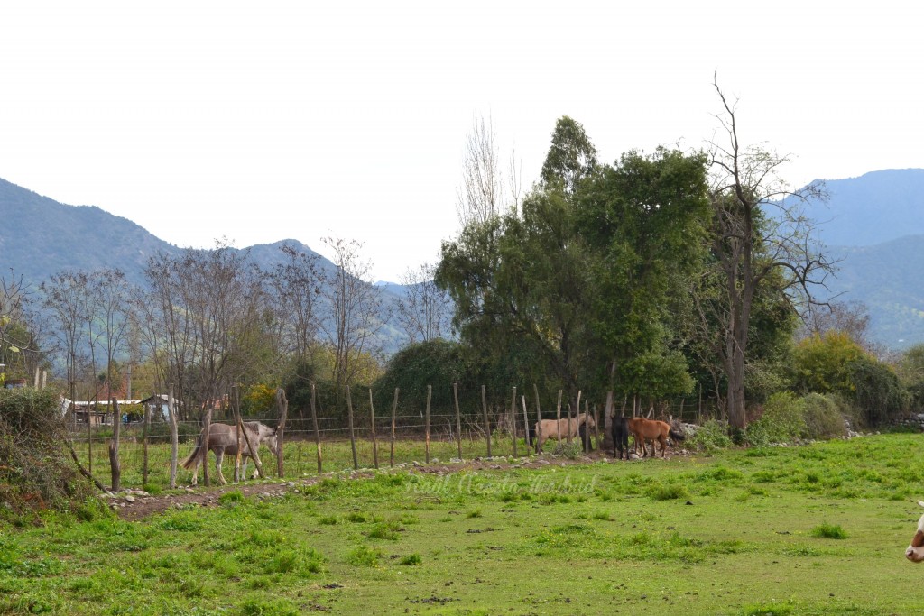 Foto de Lo Miranda (Libertador General Bernardo OʼHiggins), Chile