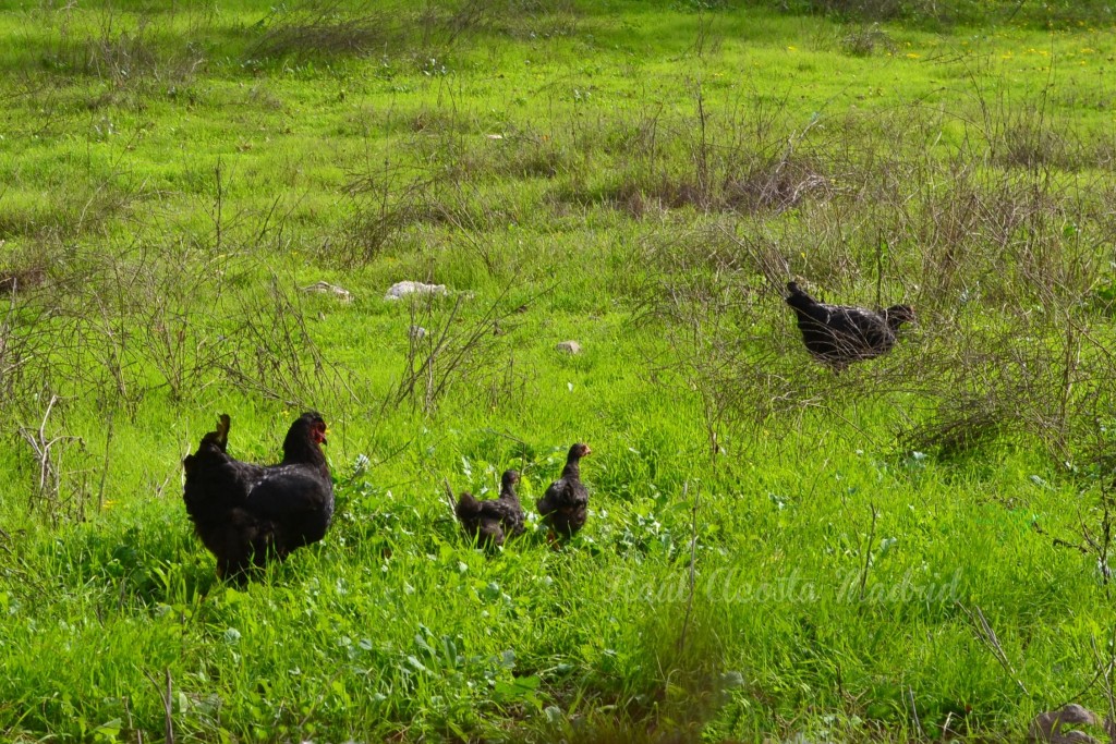 Foto de Lo Miranda (Libertador General Bernardo OʼHiggins), Chile