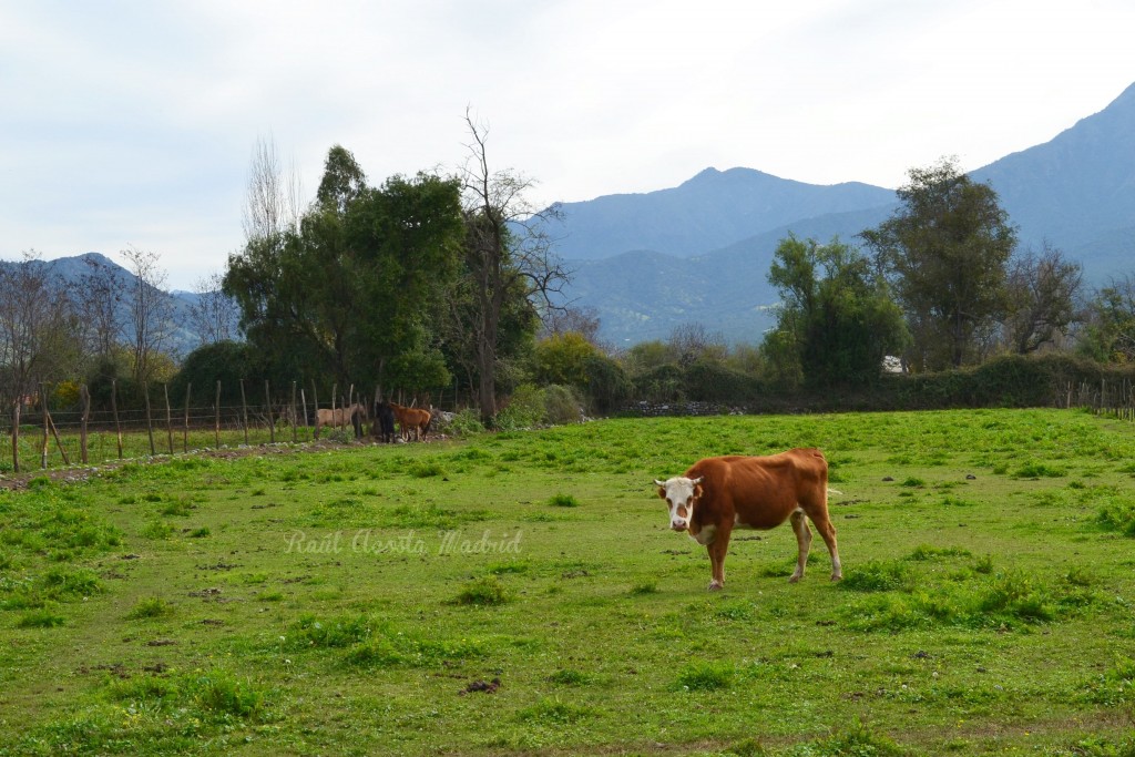 Foto de Lo Miranda (Libertador General Bernardo OʼHiggins), Chile