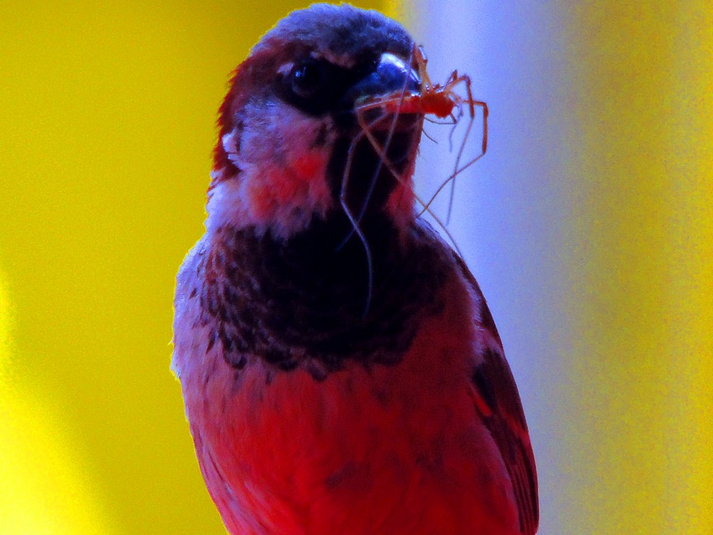 Foto de El Lentiscal (Cádiz), España