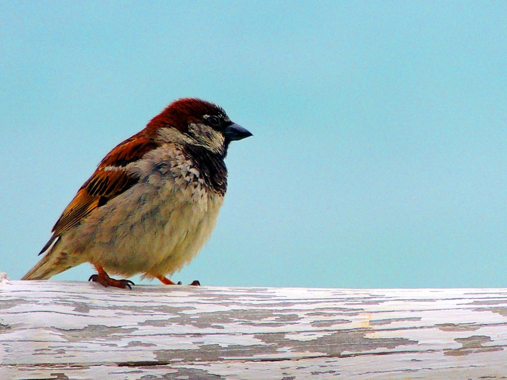 Foto de El Lentiscal (Cádiz), España