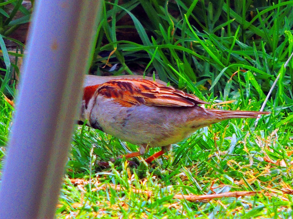 Foto de El Lentiscal (Cádiz), España