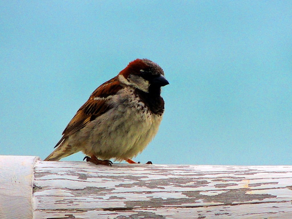 Foto de El Lentiscal (Cádiz), España