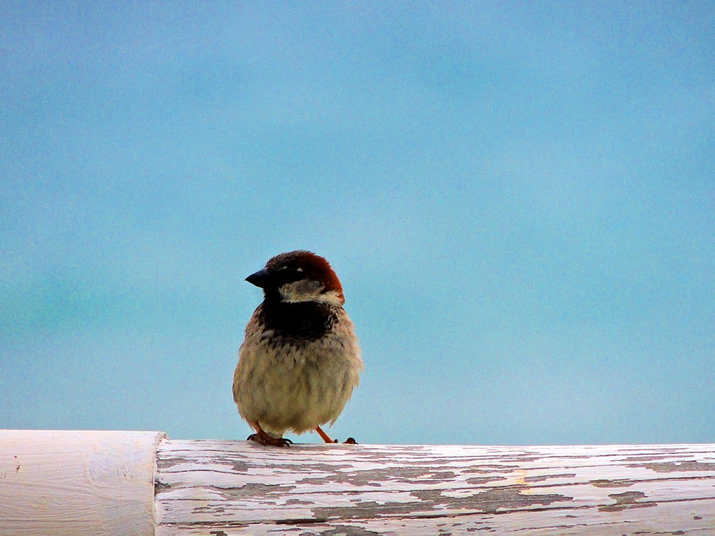 Foto de El Lentiscal (Cádiz), España