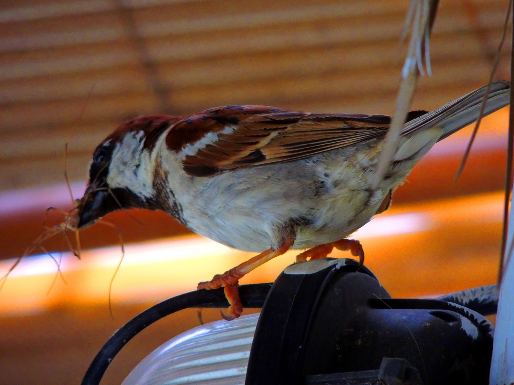 Foto de El Lentiscal (Cádiz), España