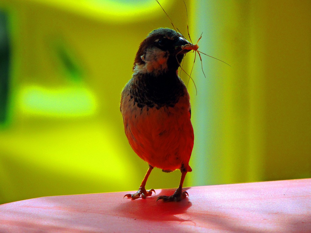 Foto de El Lentiscal (Cádiz), España
