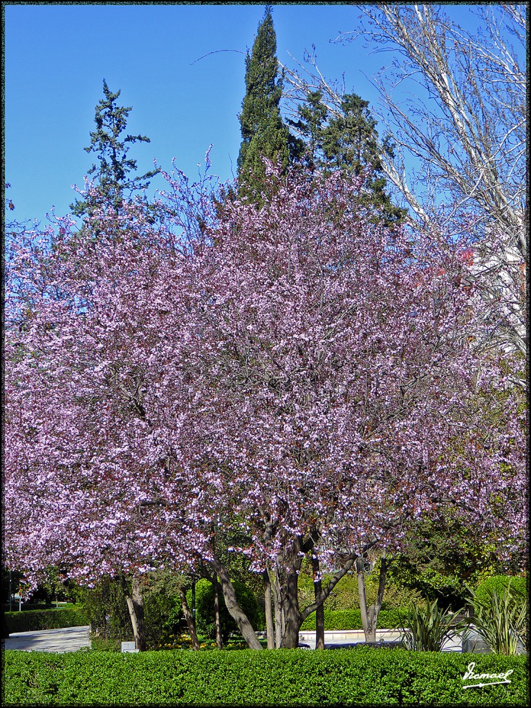 Foto: 160306-20 SAN MIGUEL CL Y PL - Zaragoza (Aragón), España