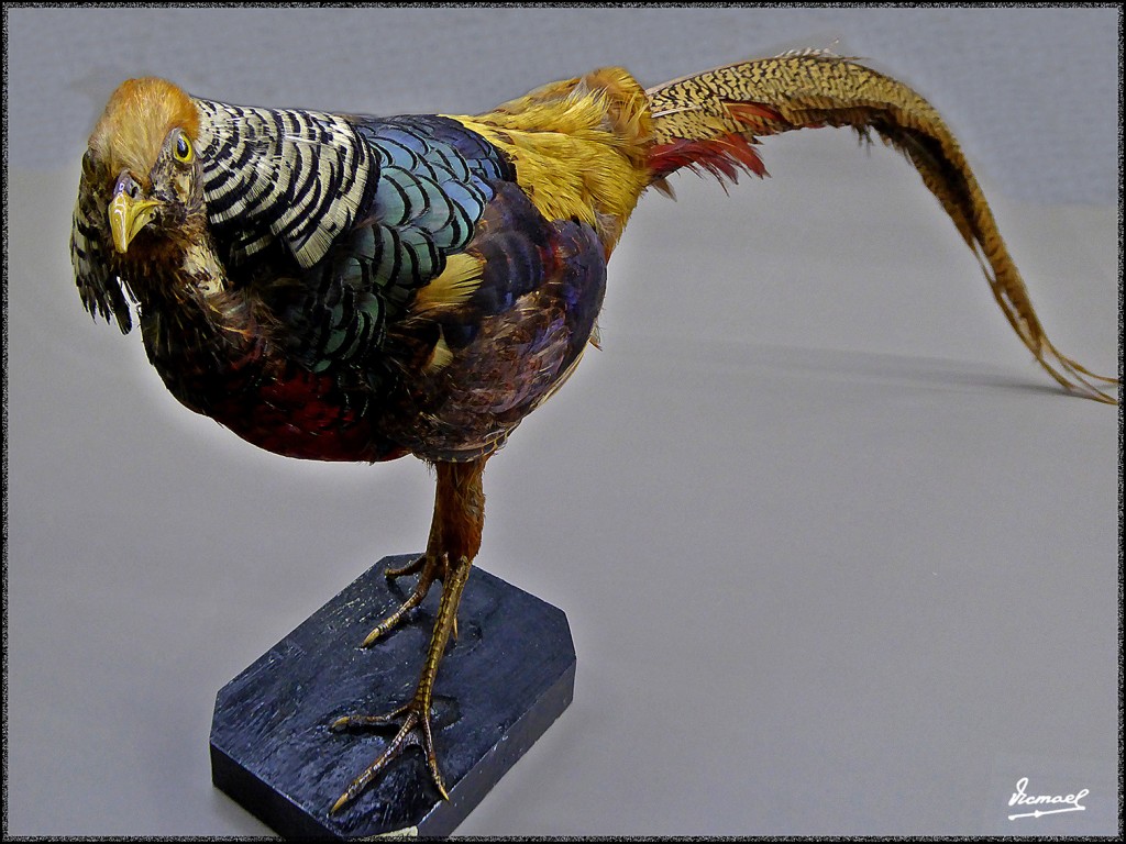 Foto: 160312-068 MUSEO HISTORIA - Zaragoza (Aragón), España