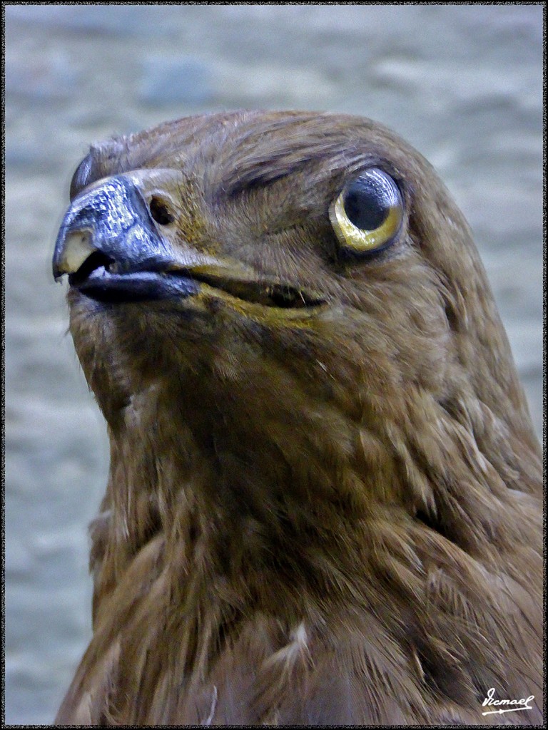 Foto: 160312-074 MUSEO HISTORIA - Zaragoza (Aragón), España