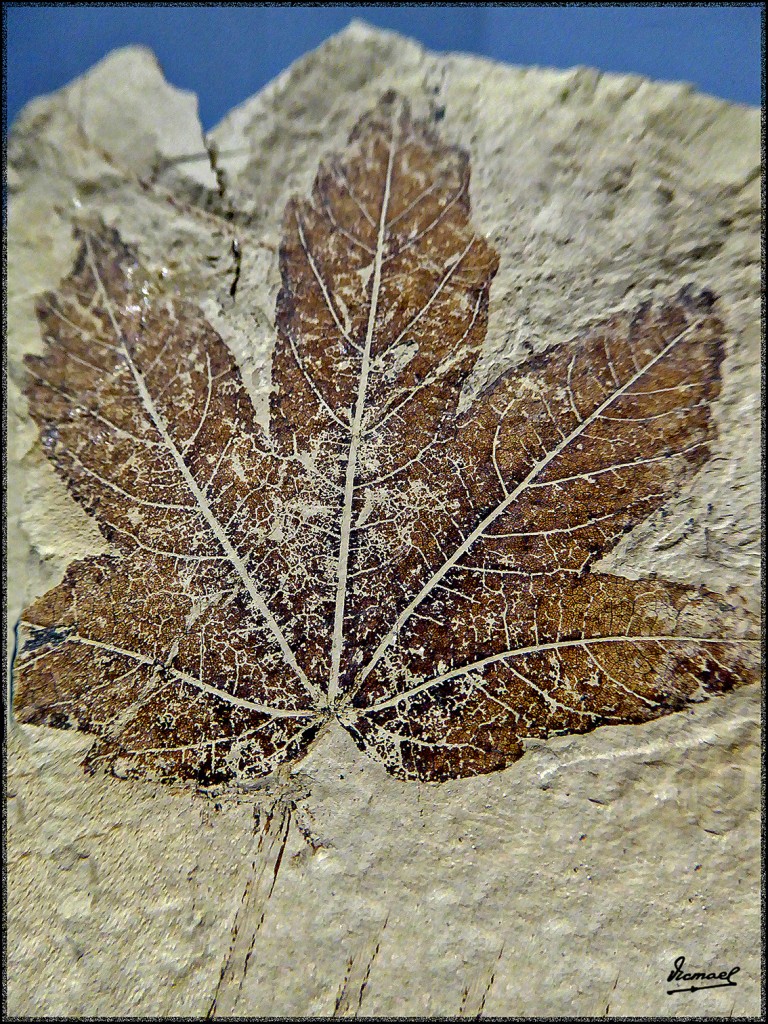 Foto: 160312-028 MUSEO HISTORIA - Zaragoza (Aragón), España