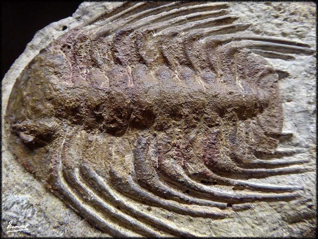 Foto: 160312-008 MUSEO HISTORIA - Zaragoza (Aragón), España