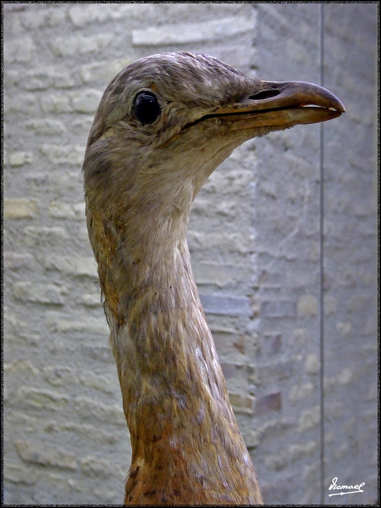 Foto: 160312-067 MUSEO HISTORIA - Zaragoza (Aragón), España