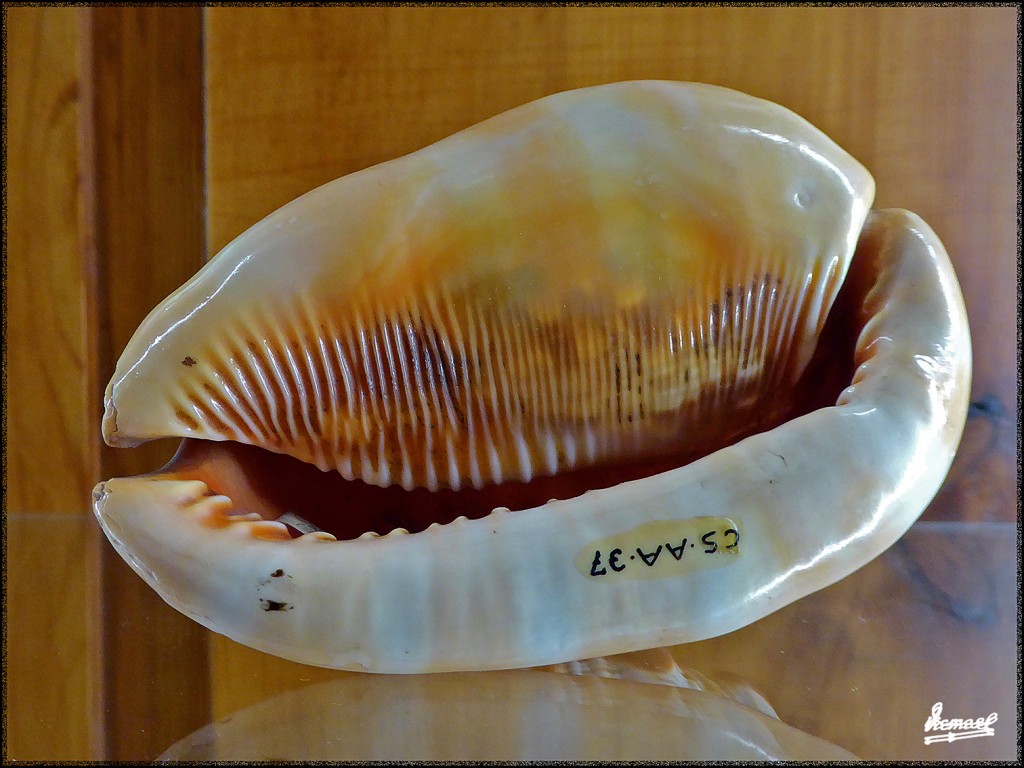 Foto: 160312-048 MUSEO HISTORIA - Zaragoza (Aragón), España