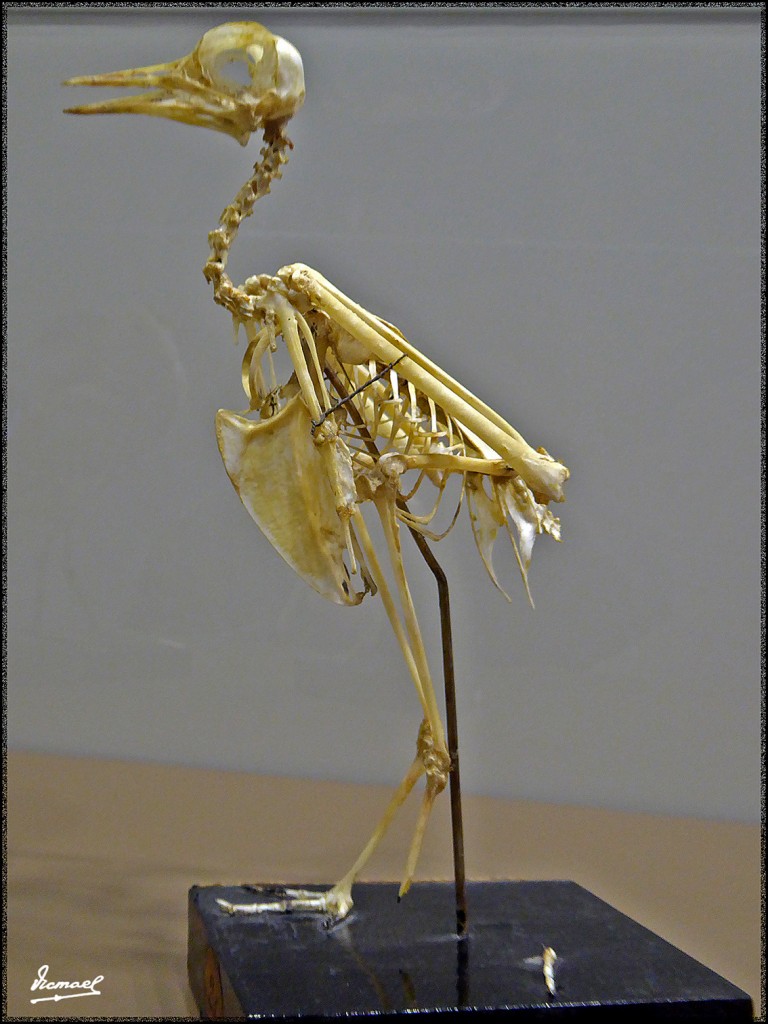 Foto: 160312-045 MUSEO HISTORIA - Zaragoza (Aragón), España