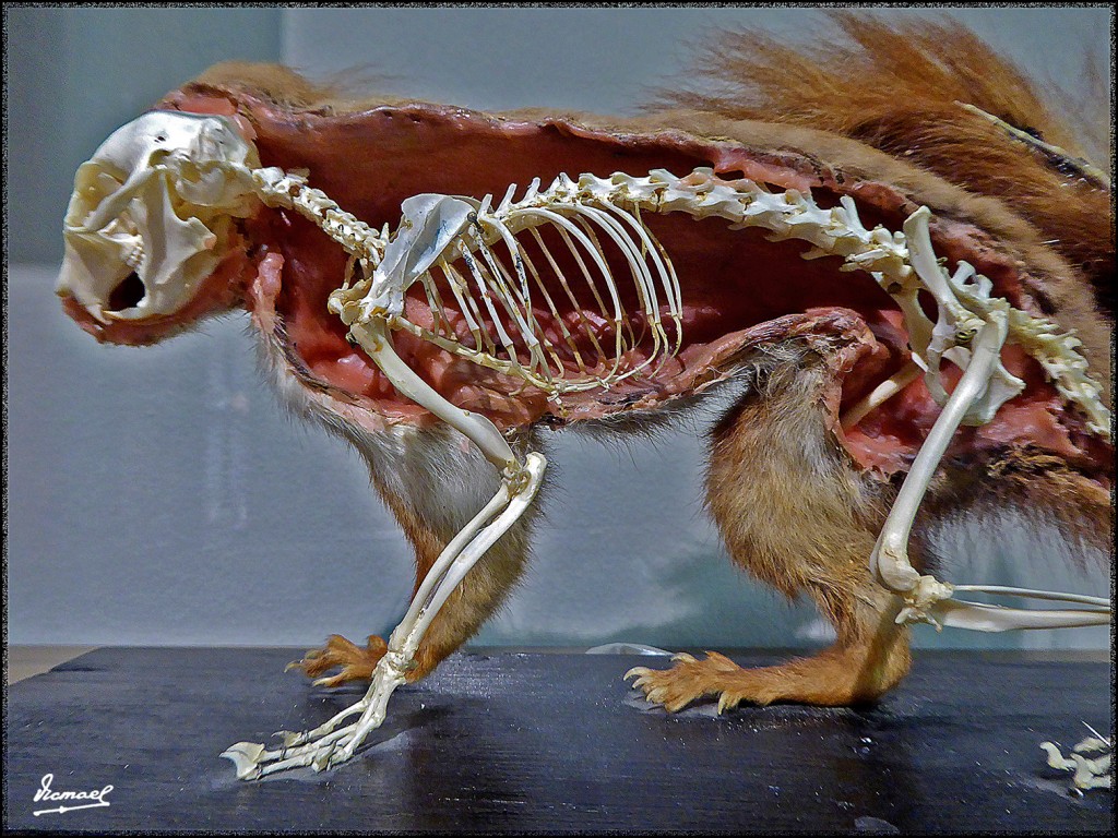 Foto: 160312-051 MUSEO HISTORIA - Zaragoza (Aragón), España