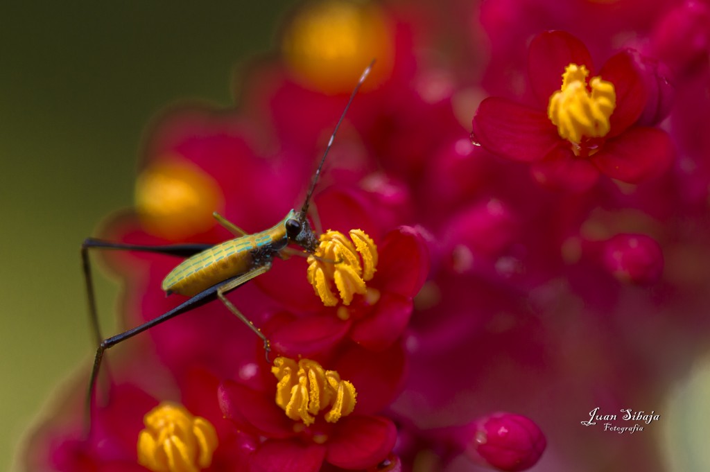 Foto: Montano - Montano (Guanacaste), Costa Rica