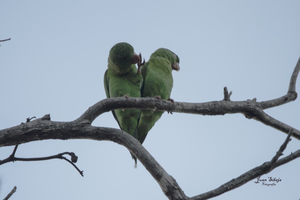 Foto de Montano (Guanacaste), Costa Rica