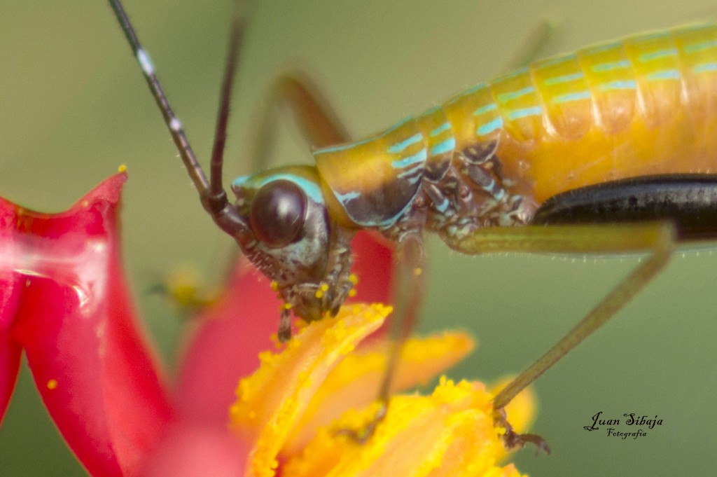 Foto de Montano (Guanacaste), Costa Rica