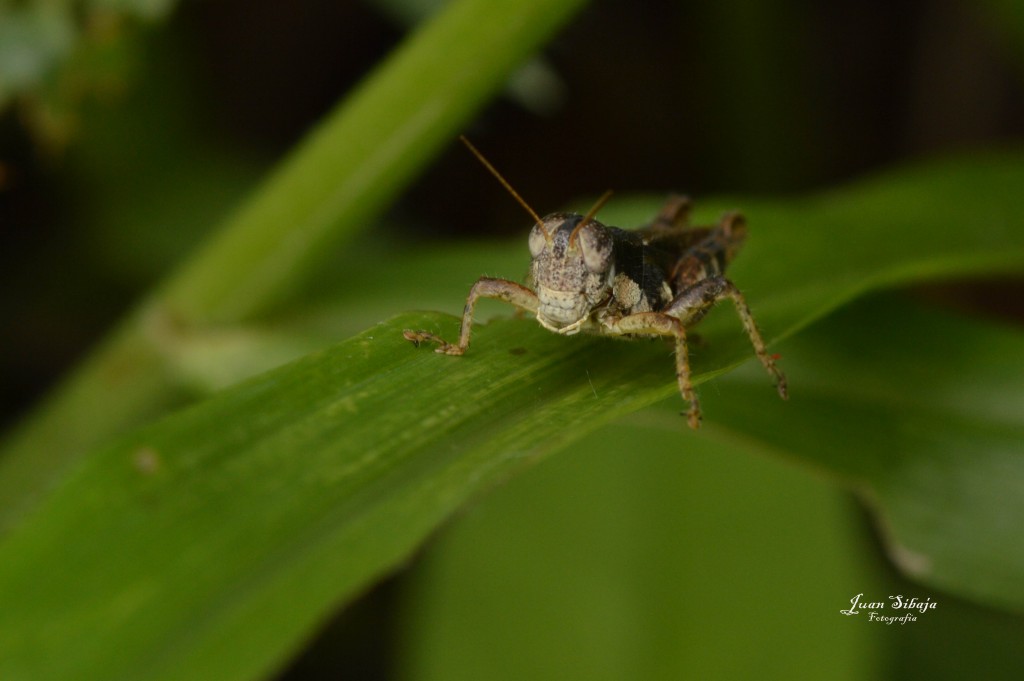 Foto de Montano (Guanacaste), Costa Rica