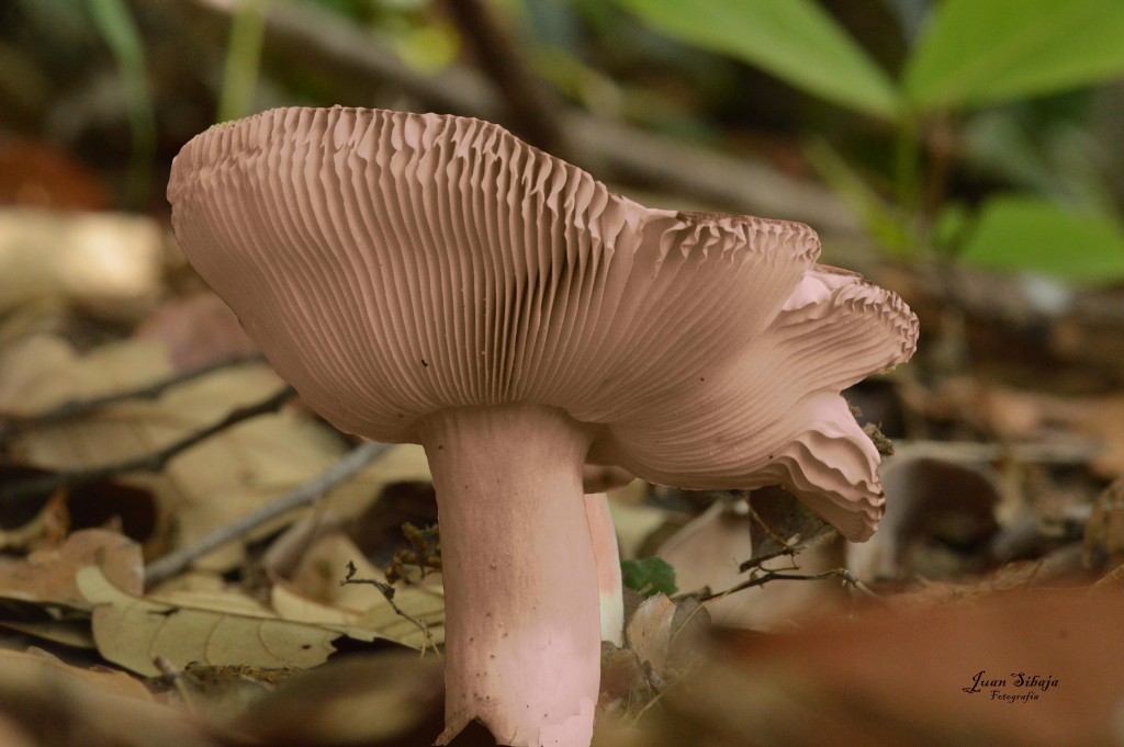 Foto de Montano (Guanacaste), Costa Rica
