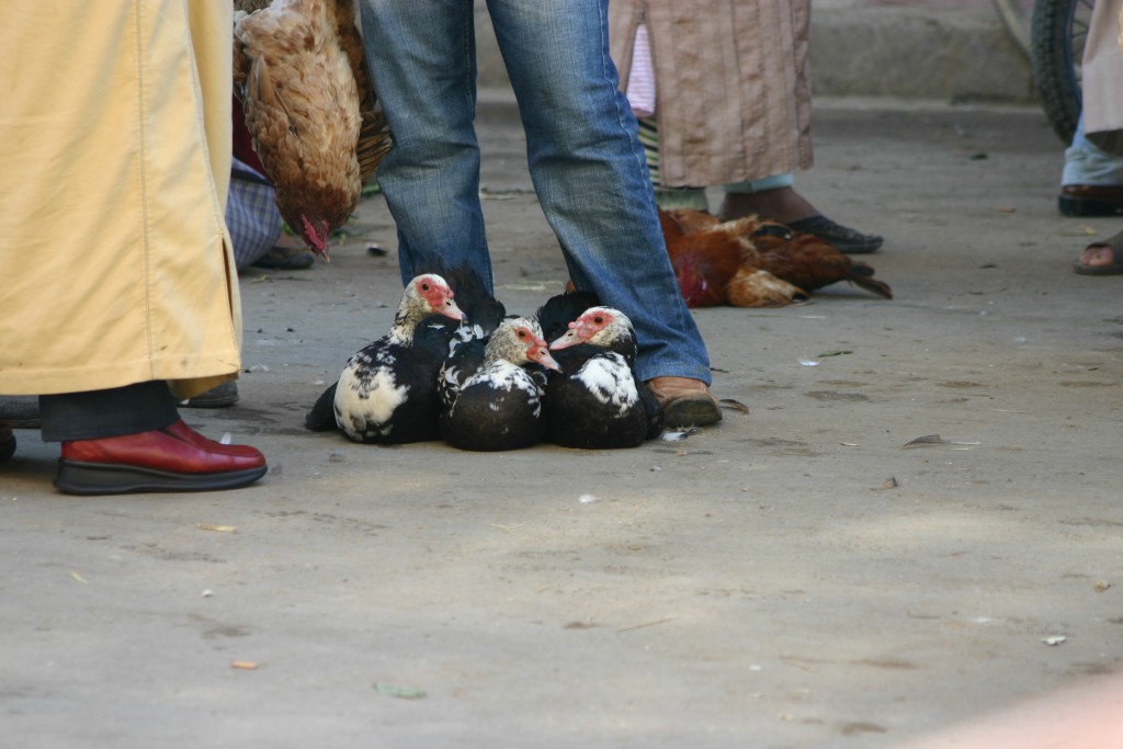 Foto de Ksar el Kebir (Tanger-Tétouan), Marruecos