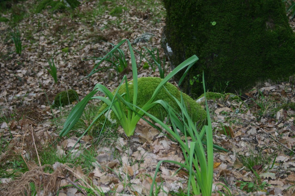 Foto de Alcalá de los Gazules (Cádiz), España
