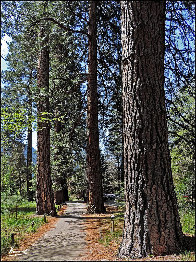 Foto: 160421-071 YOSEMITE - Yosemite (California), Estados Unidos