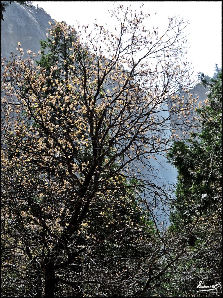 Foto: 160421-052 YOSEMITE - Yosemite (California), Estados Unidos