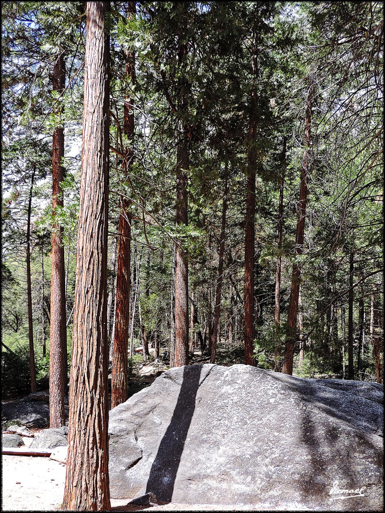 Foto: 160421-081 YOSEMITE - Yosemite (California), Estados Unidos