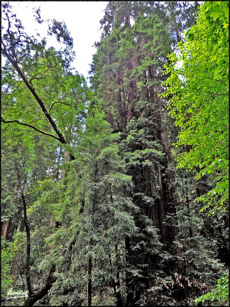 Foto: 160423-053 PARQUE MUIR WOODS - San Francisco (California), Estados Unidos