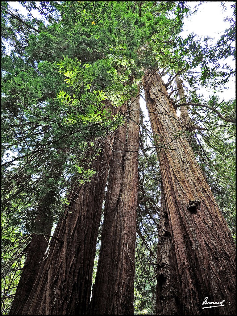Foto: 160423-098 PARQUE MUIR WOODS - San Francisco (California), Estados Unidos