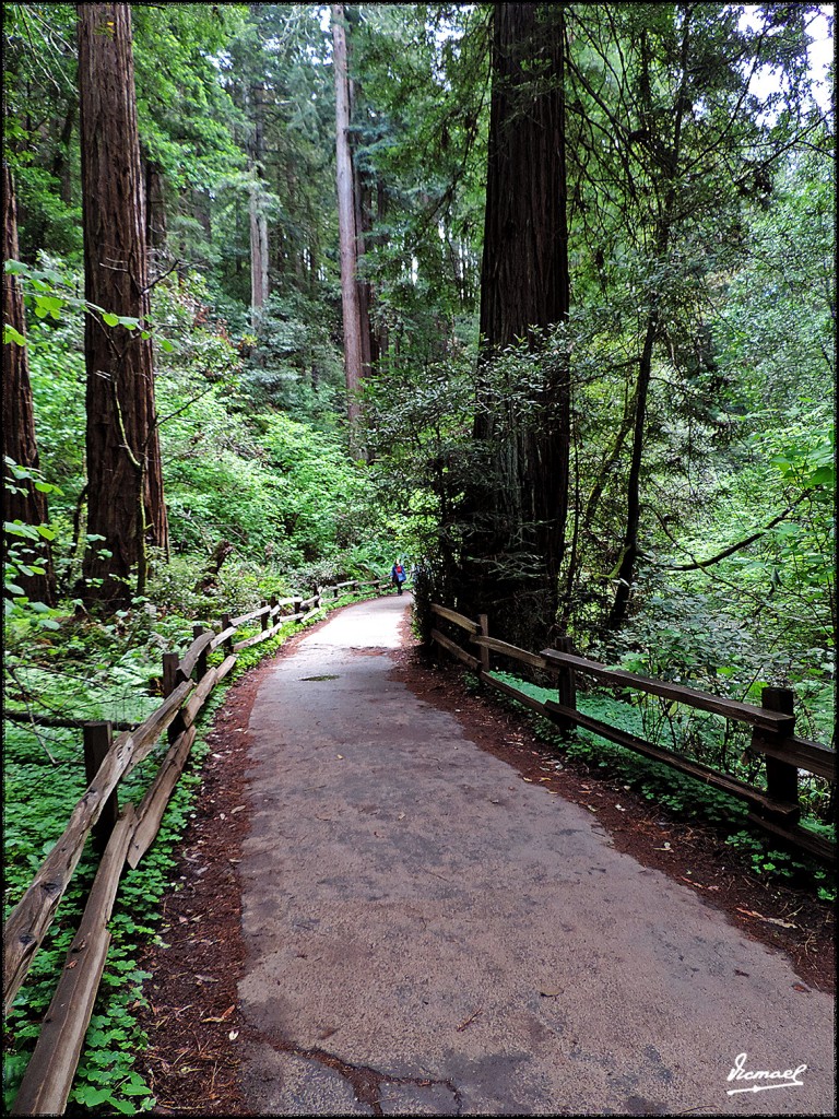 Foto: 160423-054 PARQUE MUIR WOODS - San Francisco (California), Estados Unidos
