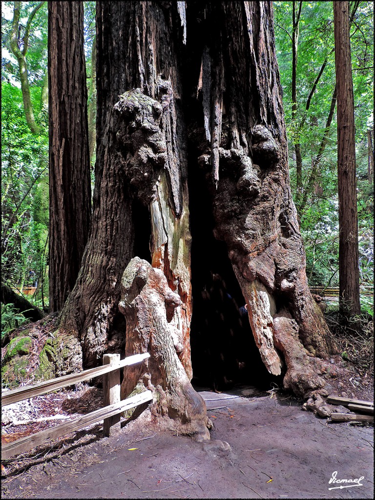 Foto: 160423-090 PARQUE MUIR WOODS - San Francisco (California), Estados Unidos