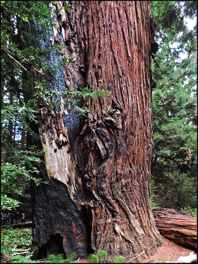 Foto: 160423-043 PARQUE MUIR WOODS - San Francisco (California), Estados Unidos