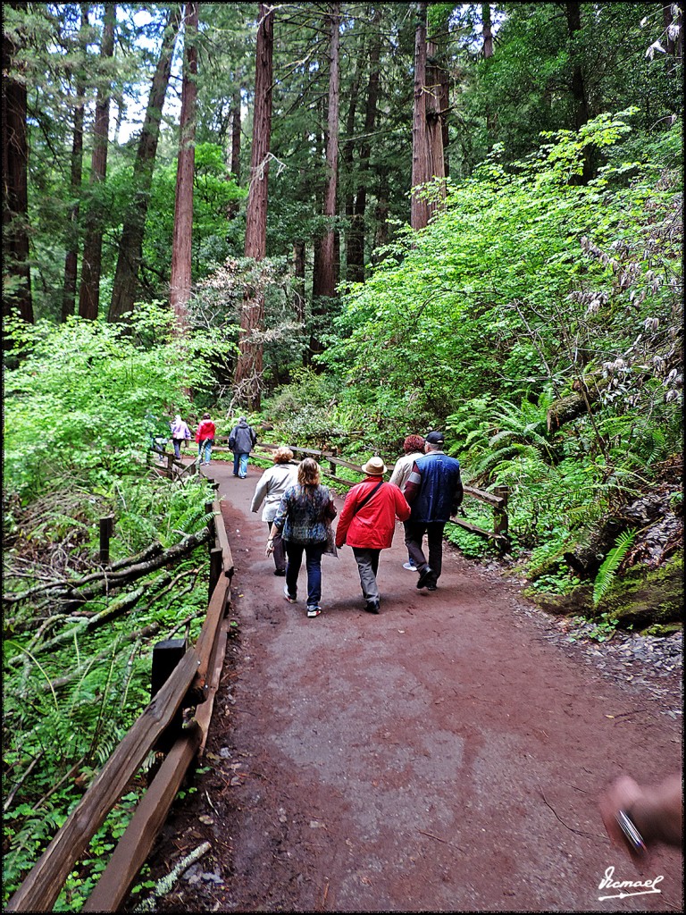Foto: 160423-051 PARQUE MUIR WOODS - San Francisco (California), Estados Unidos