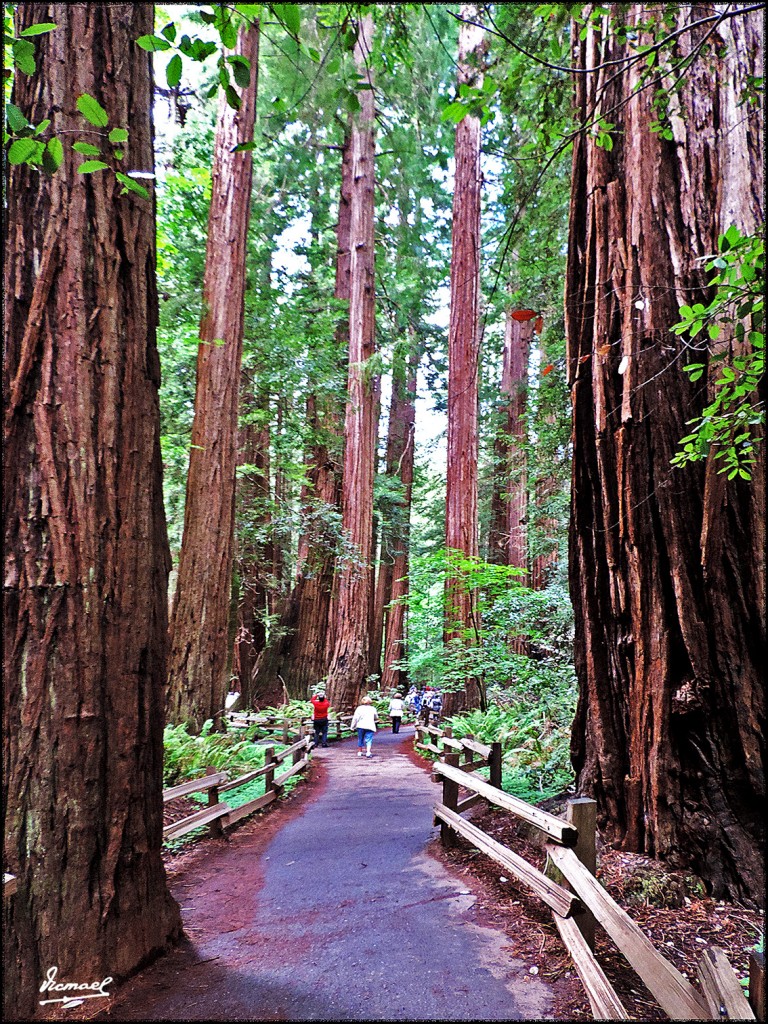 Foto: 160423-057 PARQUE MUIR WOODS - San Francisco (California), Estados Unidos