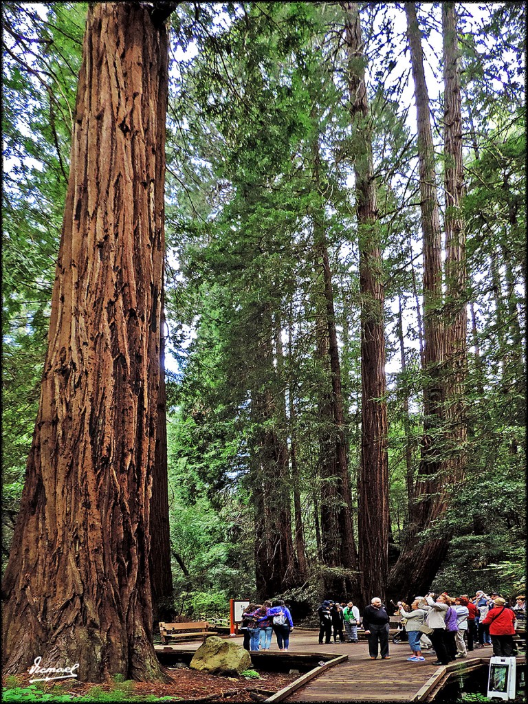 Foto: 160423-042 PARQUE MUIR WOODS - San Francisco (California), Estados Unidos