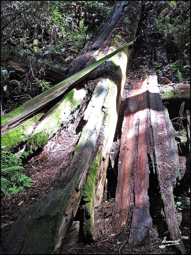 Foto: 160423-065 PARQUE MUIR WOODS - San Francisco (California), Estados Unidos