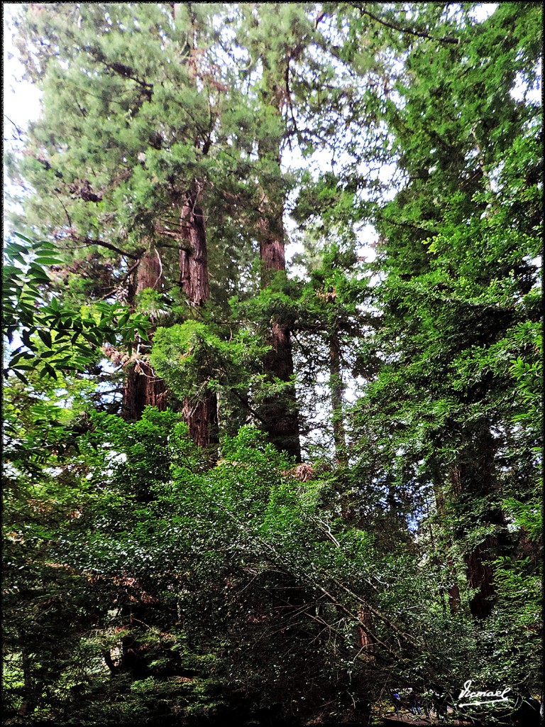 Foto: 160423-038 PARQUE MUIR WOODS - San Francisco (California), Estados Unidos