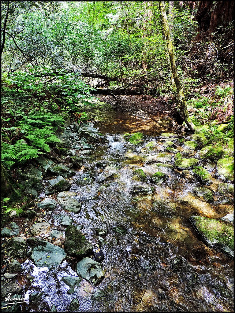 Foto: 160423-099 PARQUE MUIR WOODS - San Francisco (California), Estados Unidos