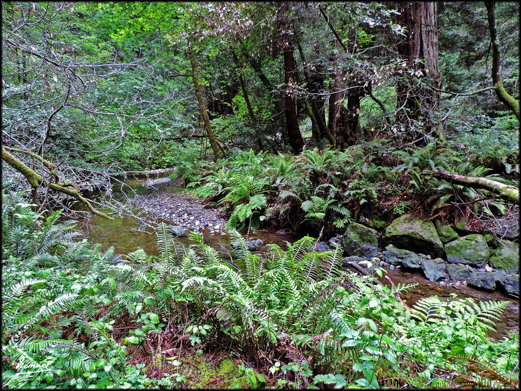 Foto: 160423-049 PARQUE MUIR WOODS - San Francisco (California), Estados Unidos