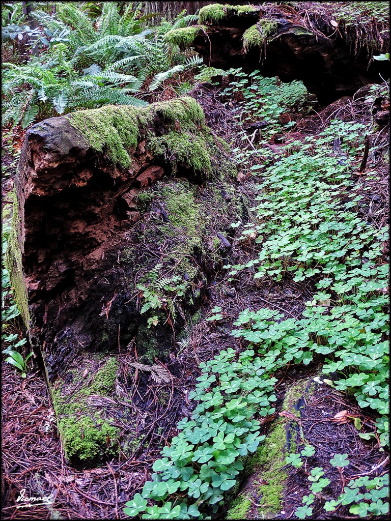 Foto: 160423-062 PARQUE MUIR WOODS - San Francisco (California), Estados Unidos