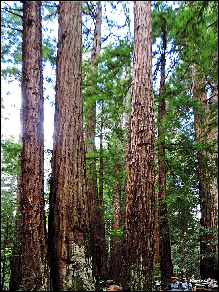 Foto: 160423-056 PARQUE MUIR WOODS - San Francisco (California), Estados Unidos