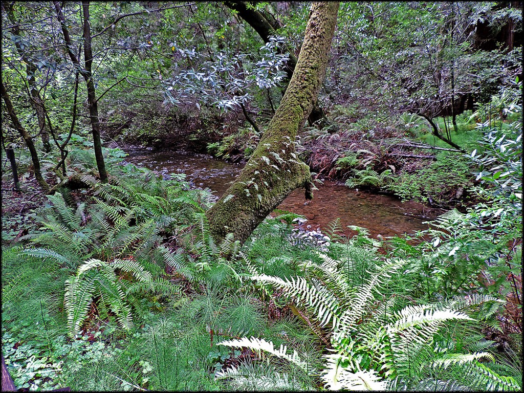 Foto: 160423-050 PARQUE MUIR WOODS - San Francisco (California), Estados Unidos