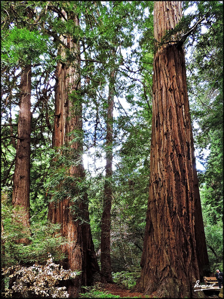 Foto: 160423-041 PARQUE MUIR WOODS - San Francisco (California), Estados Unidos