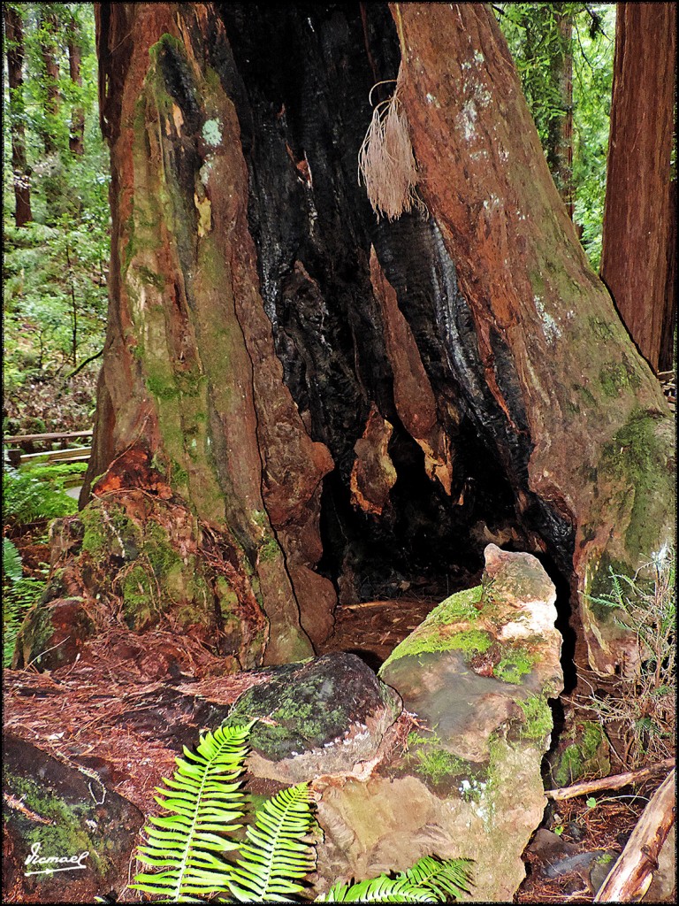 Foto: 160423-075 PARQUE MUIR WOODS - San Francisco (California), Estados Unidos