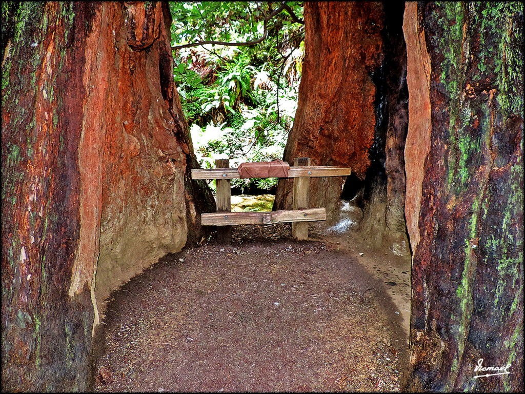 Foto: 160423-069 PARQUE MUIR WOODS - San Francisco (California), Estados Unidos